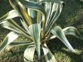 gp-aloevera3